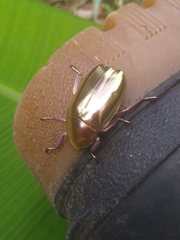 Chrysina