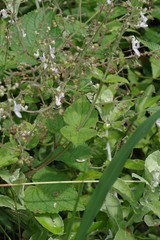 Equilabium laxiflorum