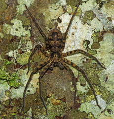 Heteropoda procera