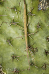 Pseudosermyle tridens