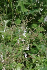 Equilabium laxiflorum