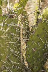 Pseudosermyle tridens