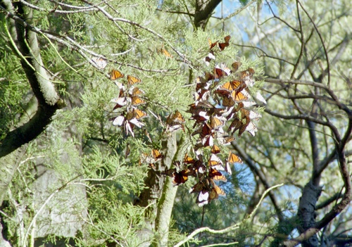 Monarch butterfly