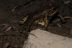 Lithobates brownorum
