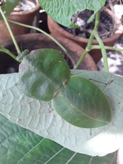 Choeradodis rhomboidea