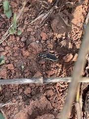 Cicindela cincta
