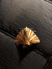 Pityeja histrionaria