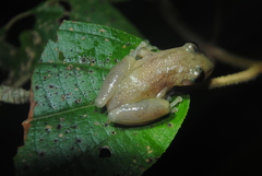 Scinax staufferi