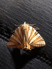 Pityeja histrionaria