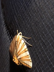 Pityeja histrionaria