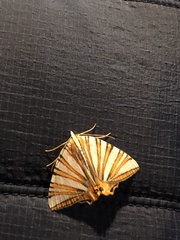 Pityeja histrionaria