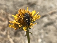 Acmaeodera tuta
