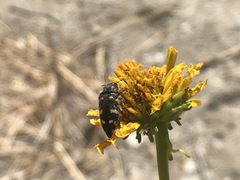 Acmaeodera tuta