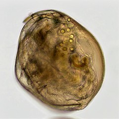 Chydorus sphaericus