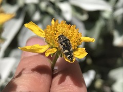 Acmaeodera tuta