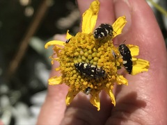 Acmaeodera vernalis