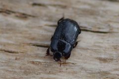 Platysoma compressum