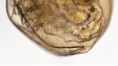 Chydorus sphaericus