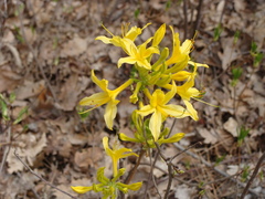 Rhododendron luteum