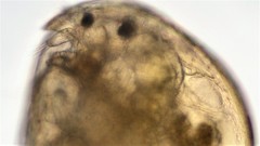 Chydorus sphaericus