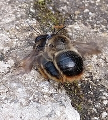 Xylocopa cantabrita