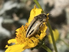 Acmaeodera latiflava