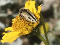 Acmaeodera latiflava