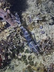 Heteropenaeus longimanus