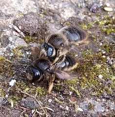 Xylocopa cantabrita
