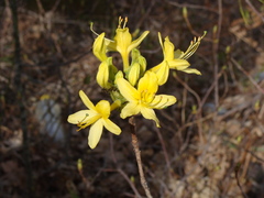 Rhododendron luteum