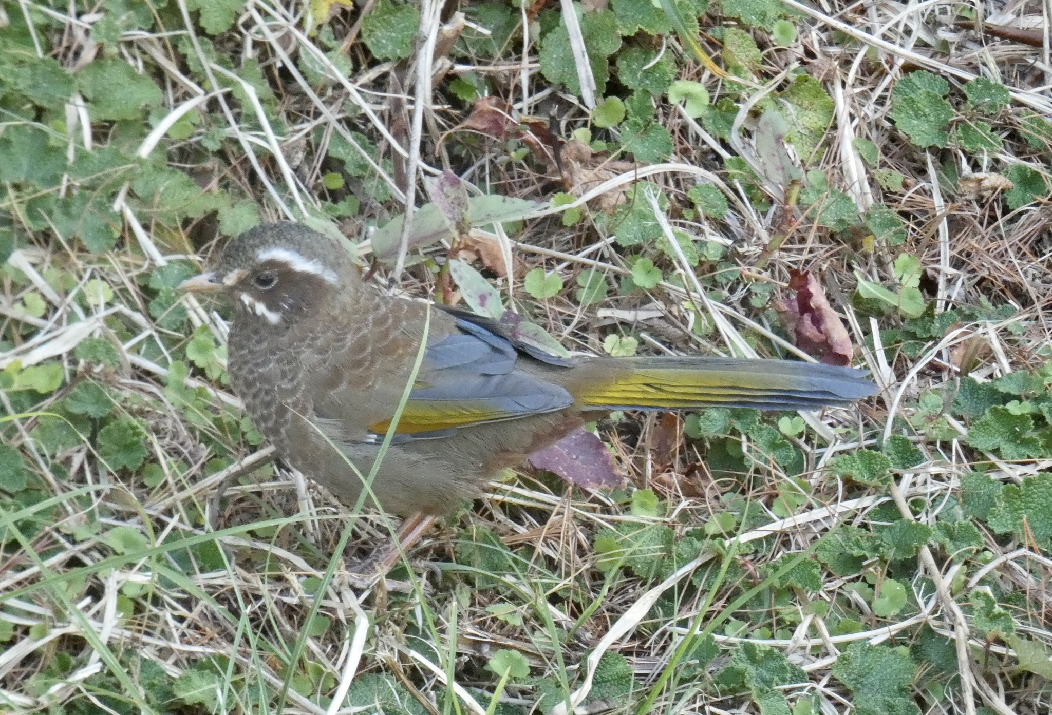 White-whiskered Laughingthrush