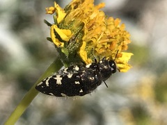 Acmaeodera vernalis