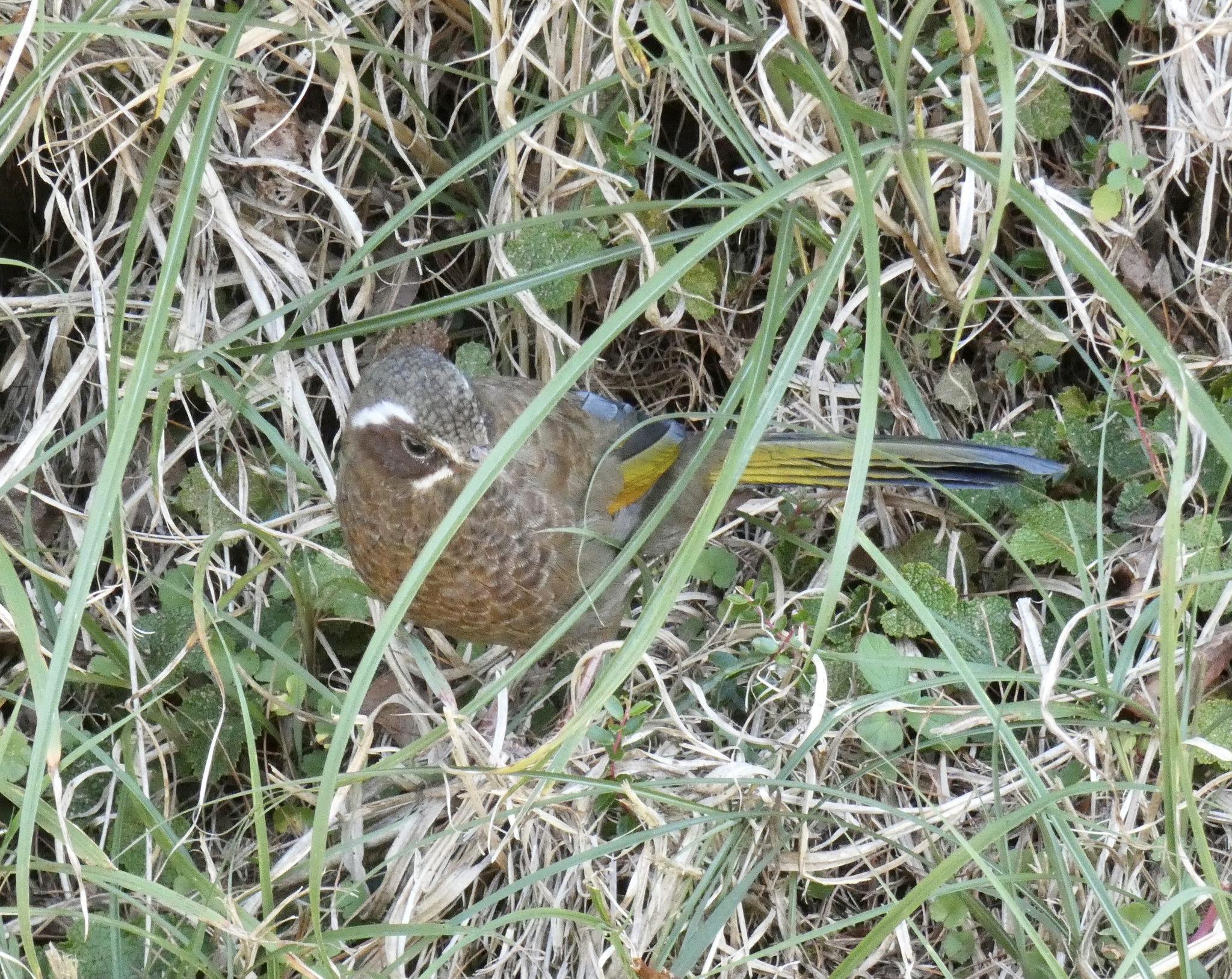 White-whiskered Laughingthrush