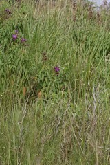 Dissotis princeps