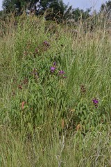 Dissotis princeps