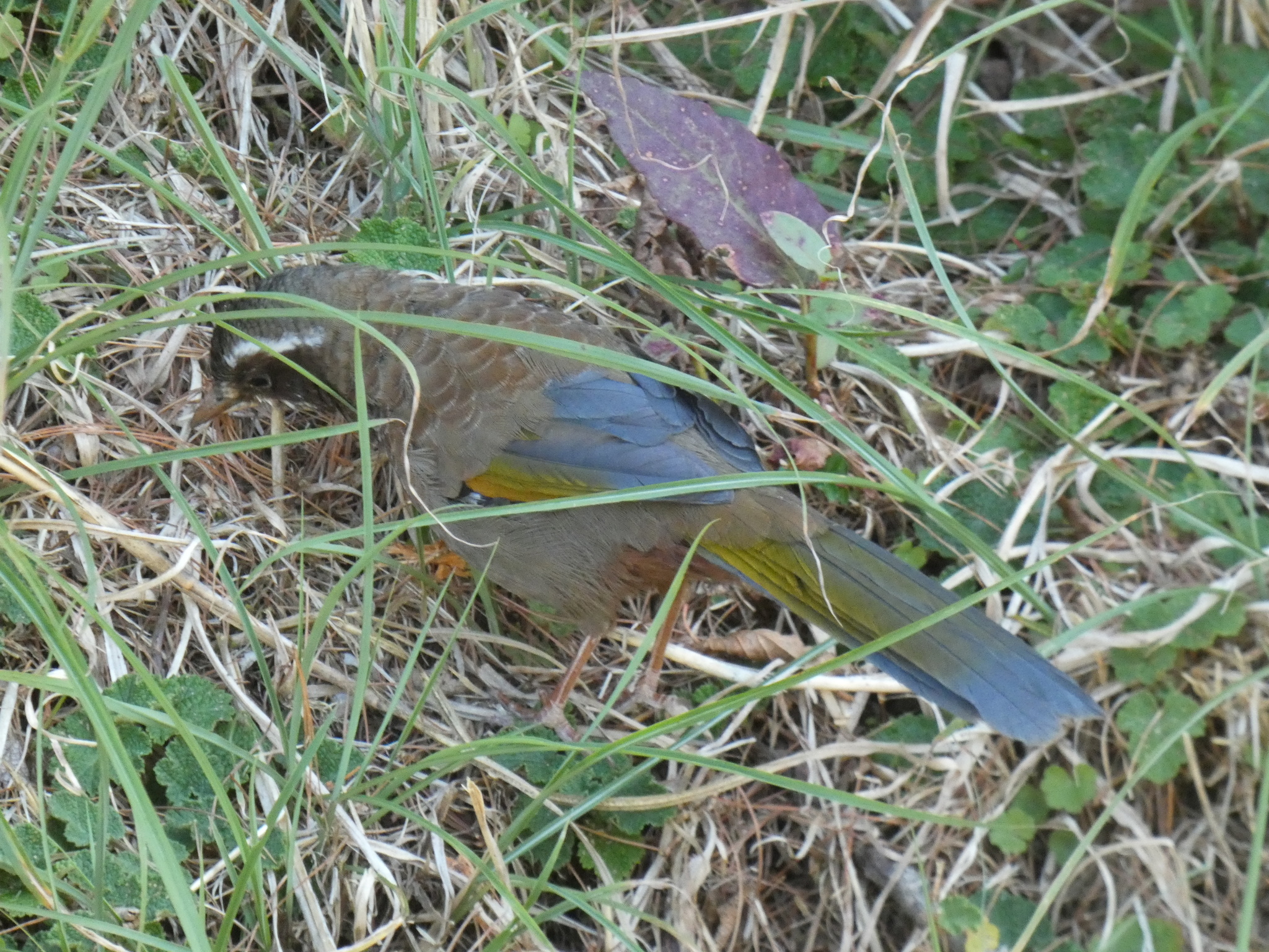 White-whiskered Laughingthrush