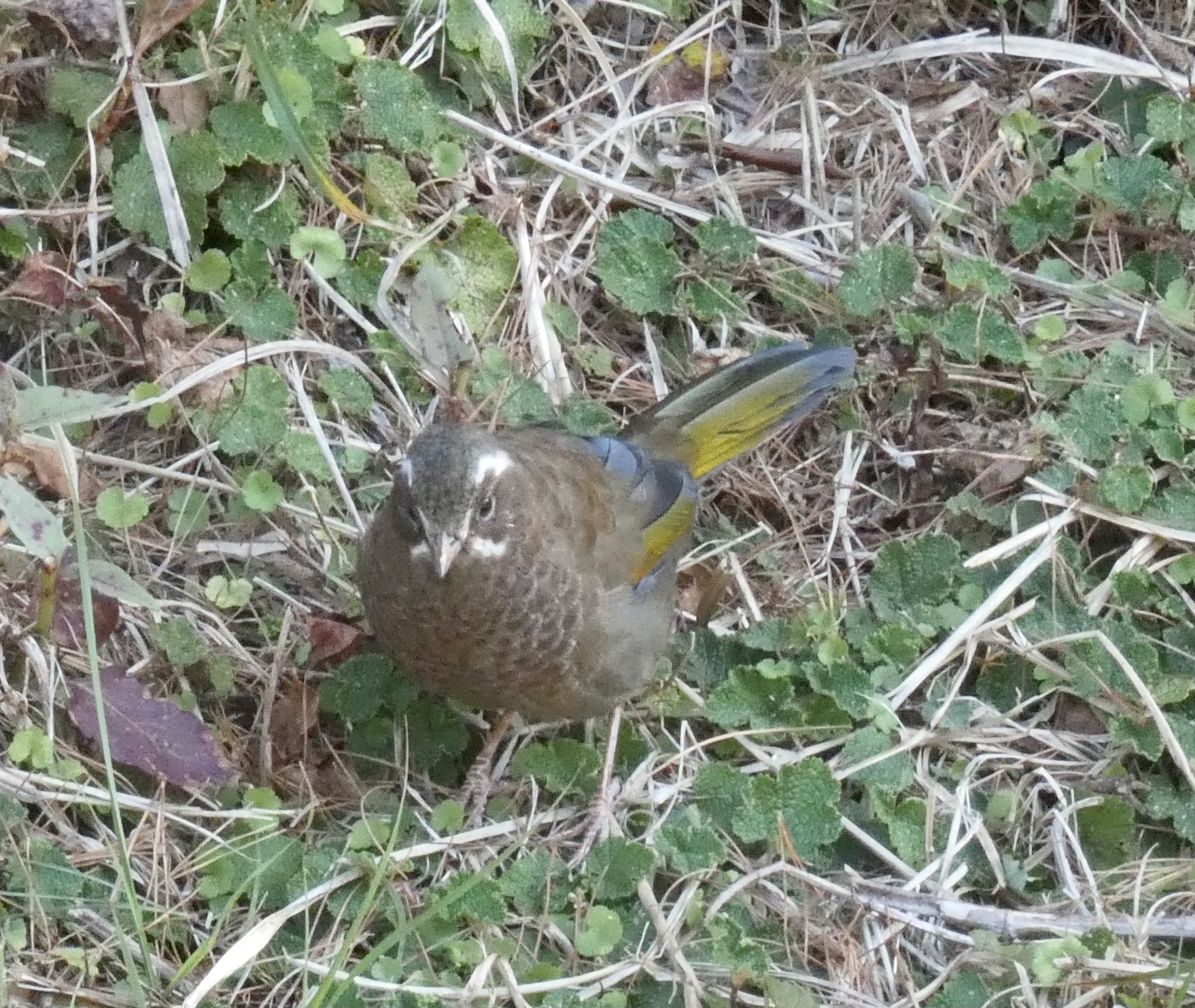 White-whiskered Laughingthrush