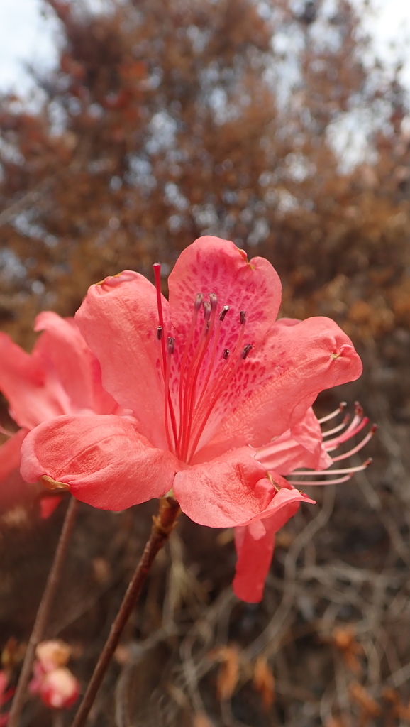 Rhododendron simsii