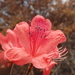 Red Azalea - Photo (c) H.T.Cheng, some rights reserved (CC BY-NC), uploaded by H.T.Cheng
