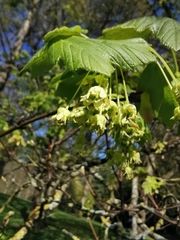 Acer sterculiaceum