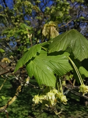 Acer sterculiaceum