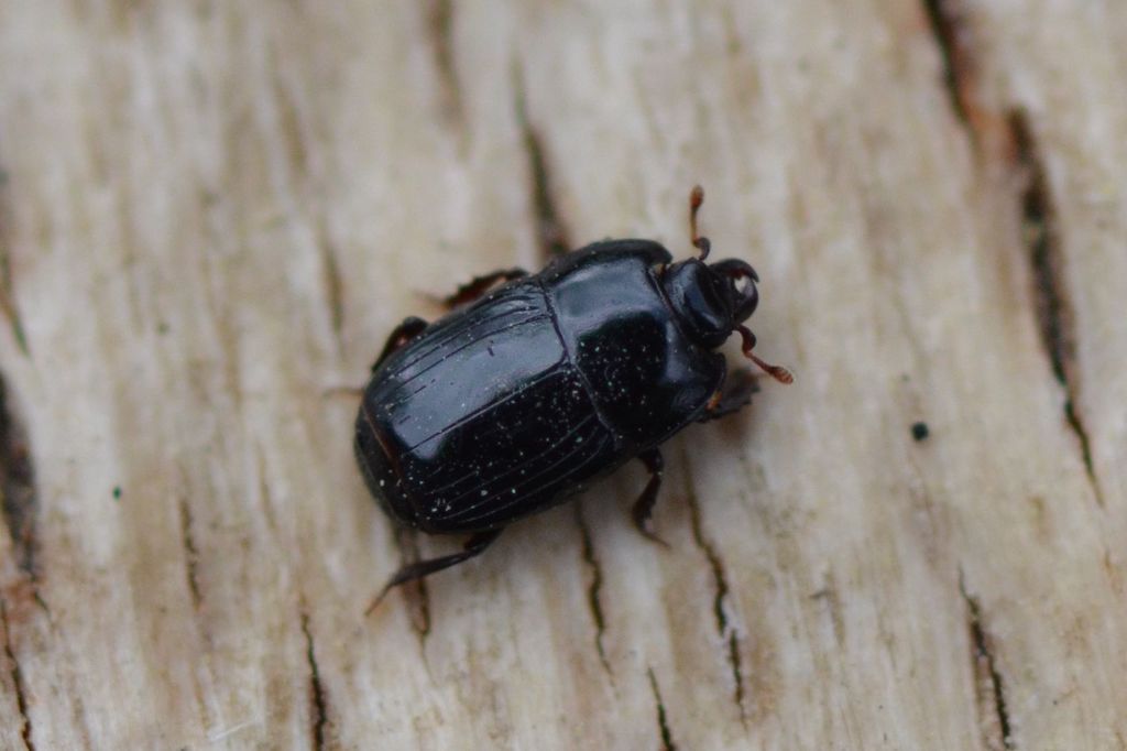 Platysoma compressum