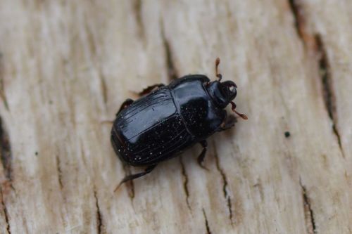 Platysoma compressum