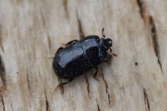 Platysoma compressum