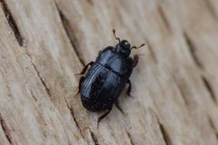 Platysoma compressum