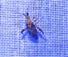 Neurocolpus mexicanus