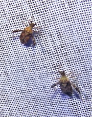 Neurocolpus mexicanus