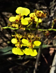 Trichocentrum cebolleta