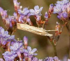 Agriphila inquinatella