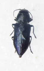 Melanophila